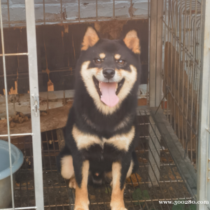 精品豆柴犬
